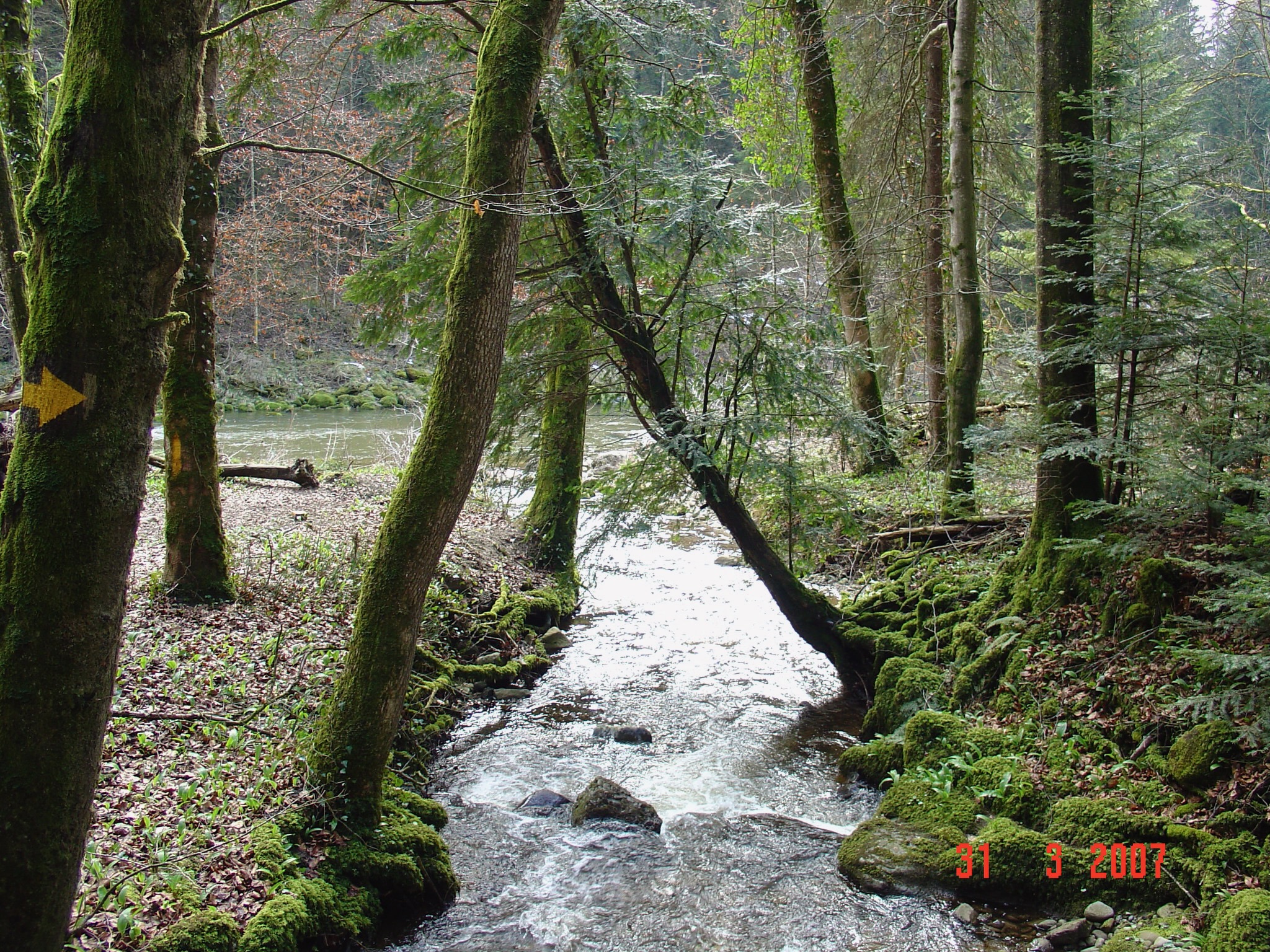 Forest