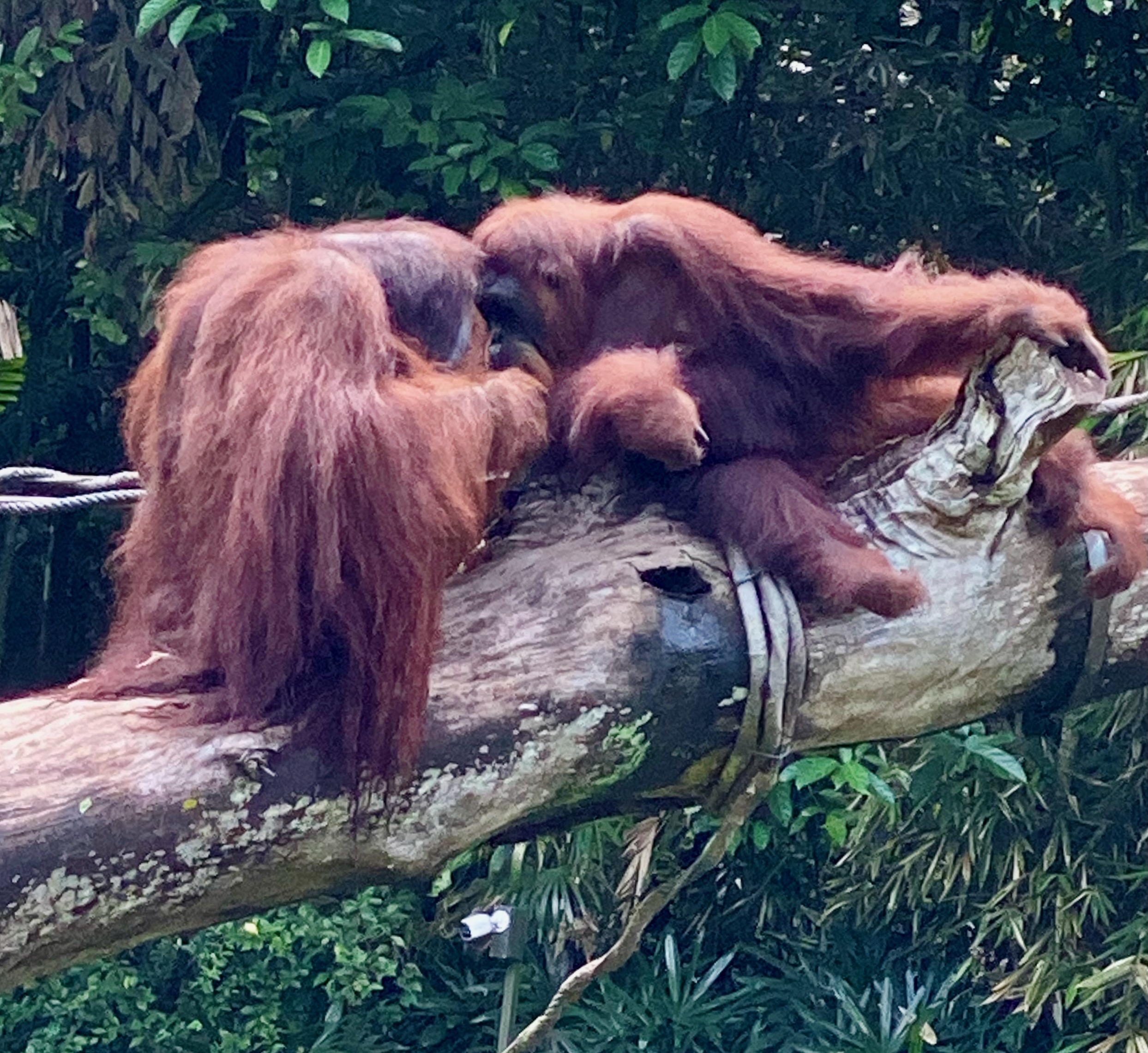 Wildlife