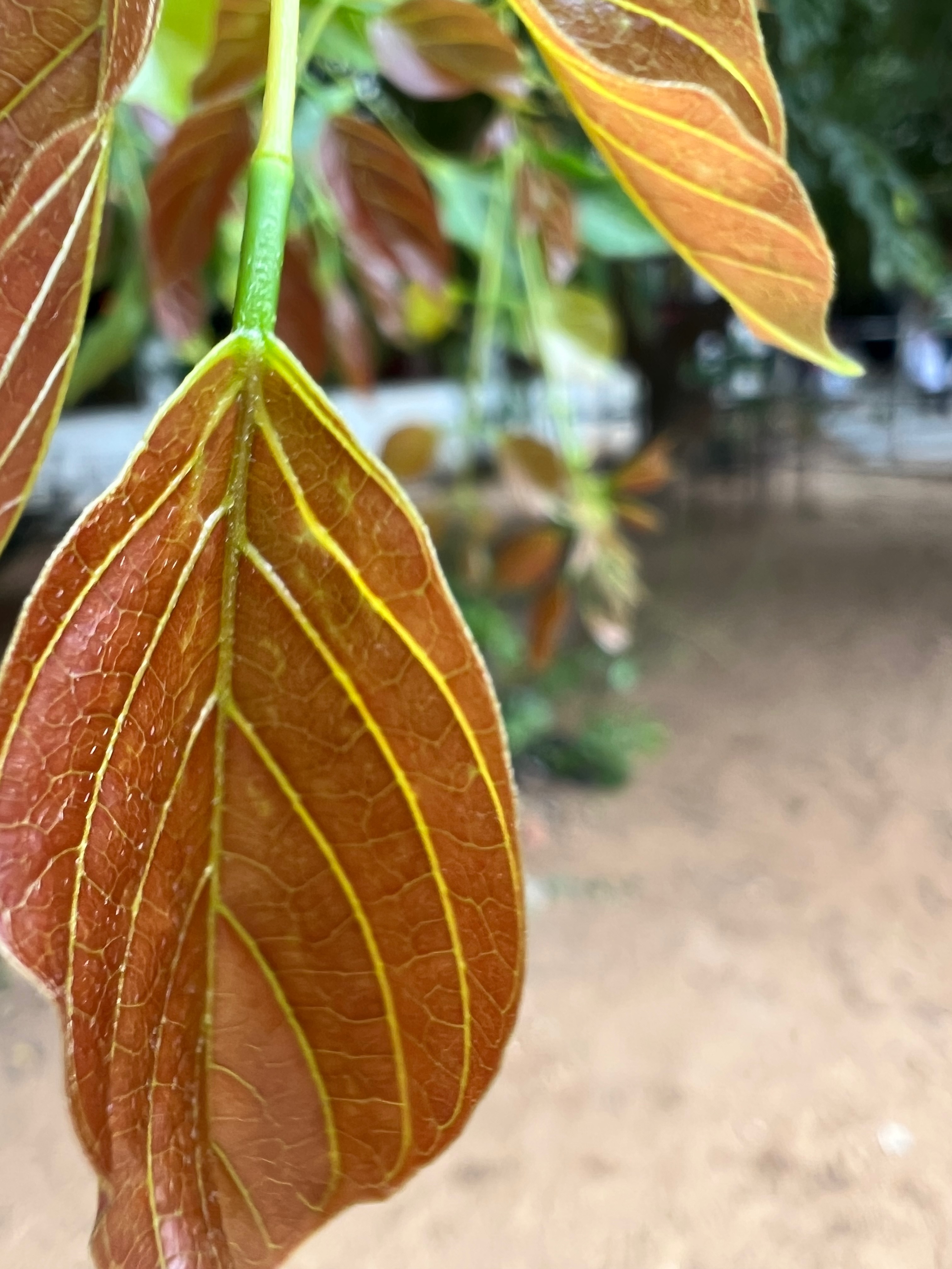 Leaf
