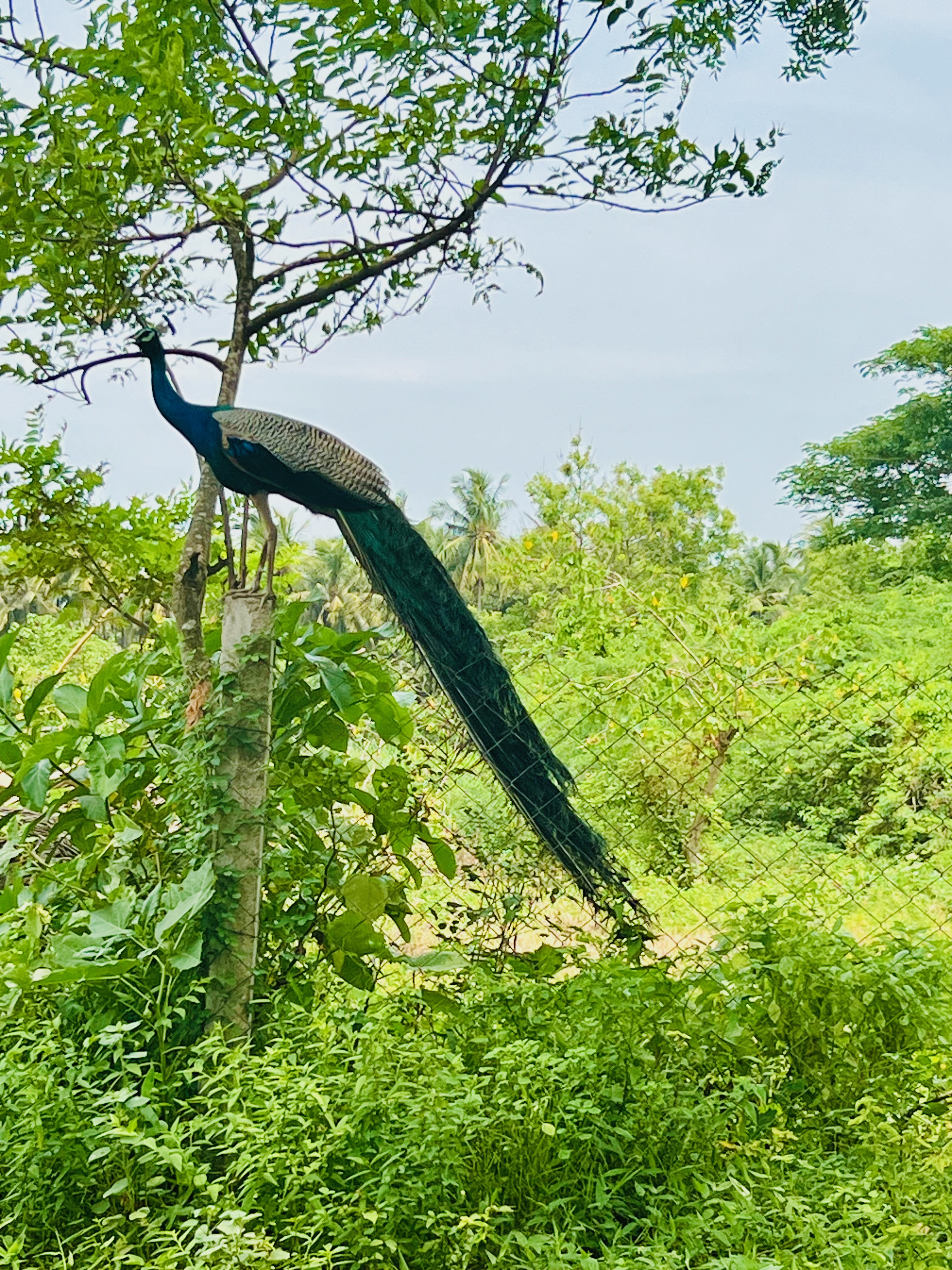 Peacock