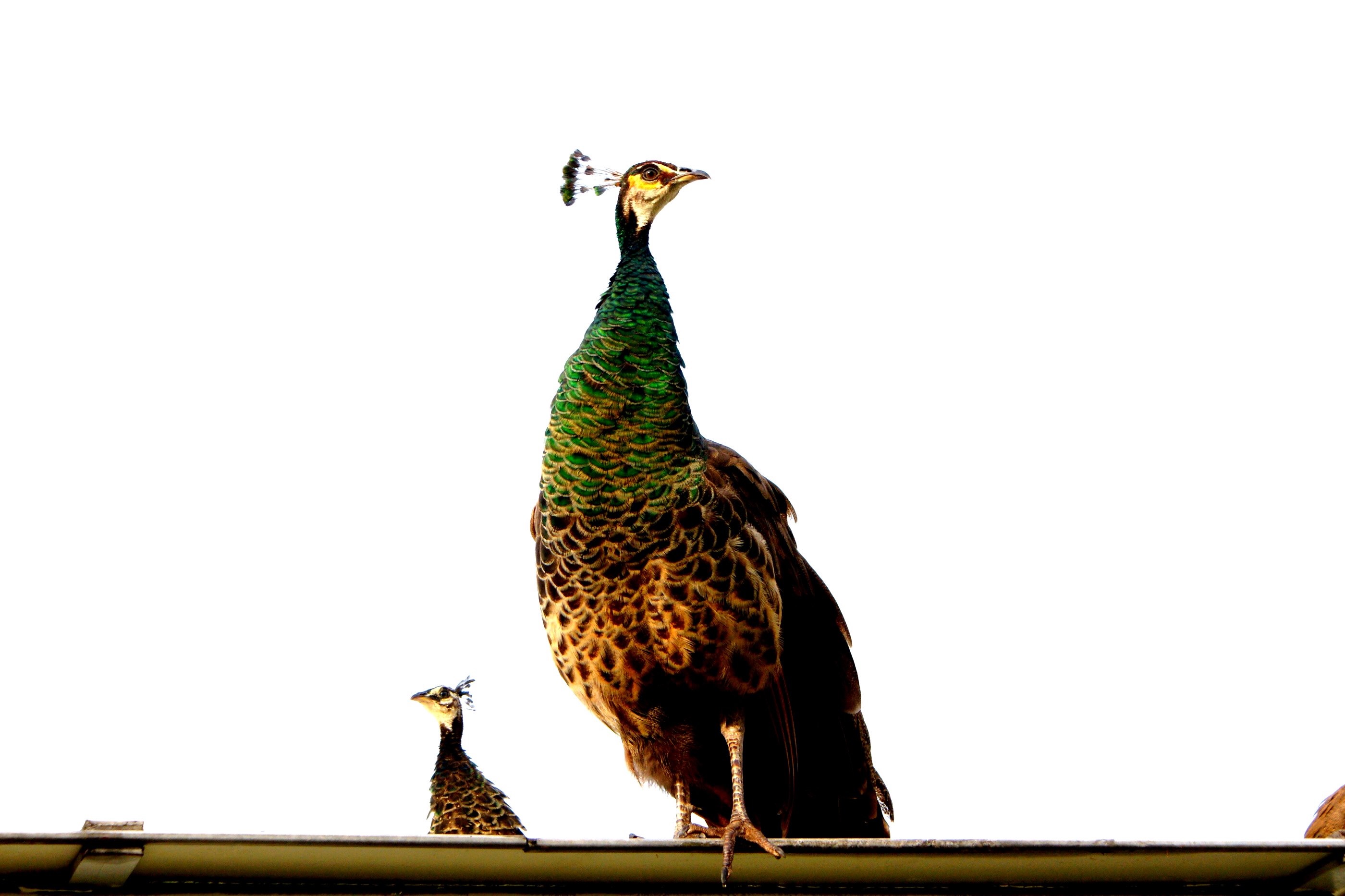 Peacocks