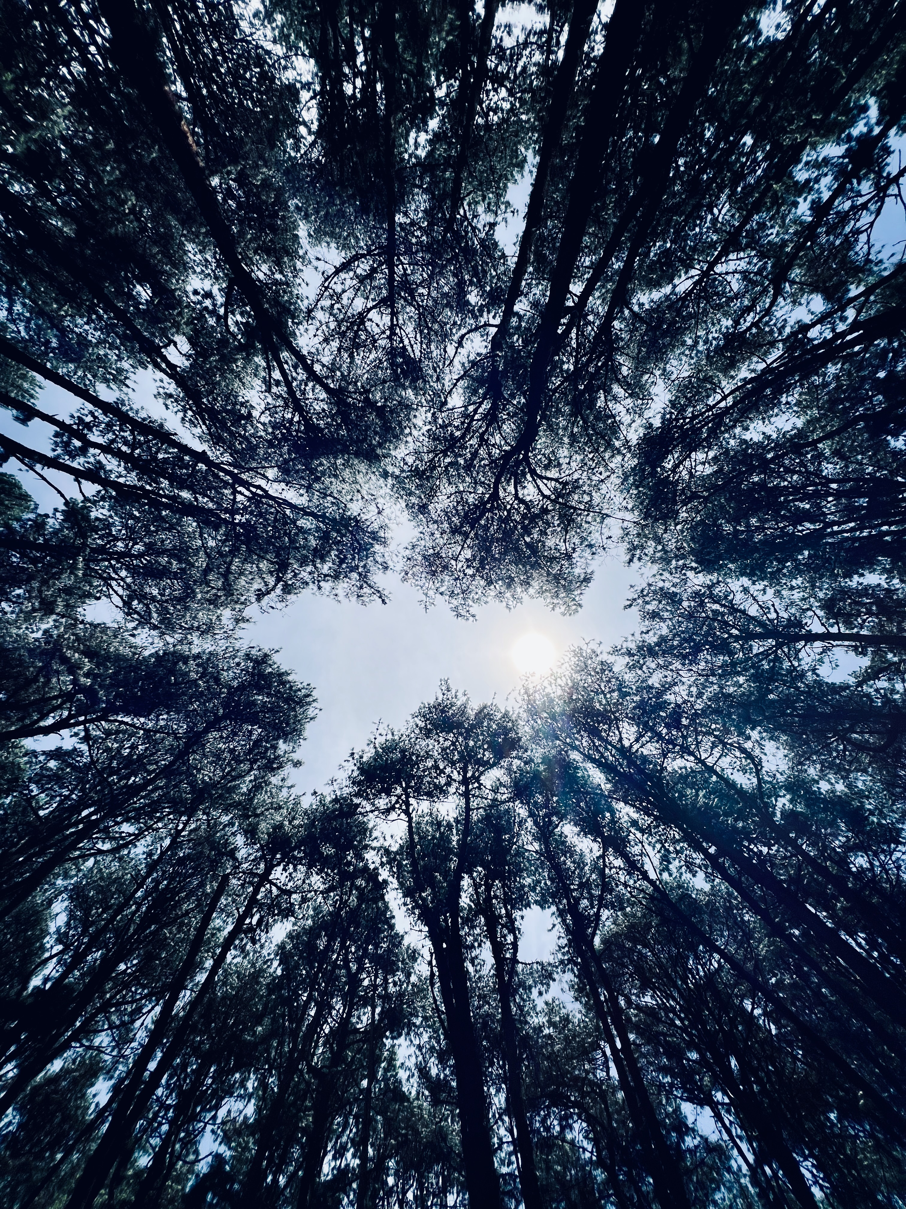 Trees